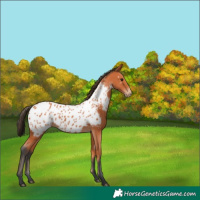 Horse Color:Bay Appaloosa 