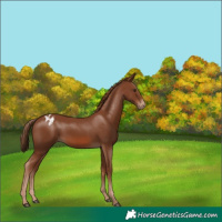 Horse Color:Chestnut Appaloosa 
