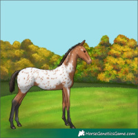 Horse Color:Bay Appaloosa 