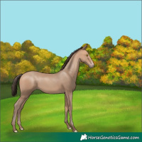Horse Color:Amber Champagne