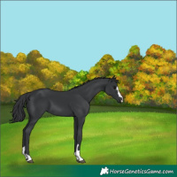Horse Color:Black 