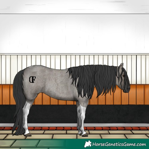 Horse Color:Unknown 