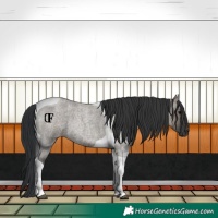 Horse Color:Unknown 