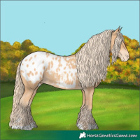 Horse Color:Gold Champagne Appaloosa