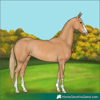 Horse Color:Chestnut Rabicano 