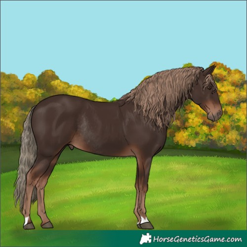 Horse Color:Liver Chestnut Rabicano 