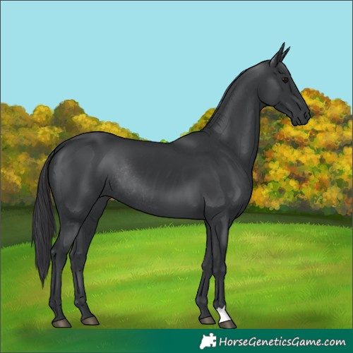 Horse Color:Black Rabicano 