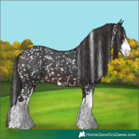 Horse Color:White Spotted Brown Appaloosa