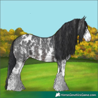 Horse Color:Brown Sabino Snowflake Varnish