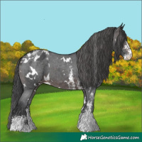 Horse Color:White Spotted Brown Sabino Appaloosa