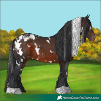 Horse Color:White Spotted Brown Appaloosa 