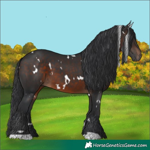 Horse Color:White Spotted Brown 