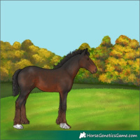 Horse Color:Liver Chestnut 