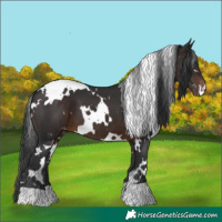 Horse Color:White Spotted Brown Varnish