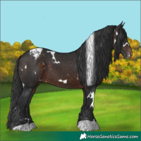 Horse Color:White Spotted Brown Appaloosa 