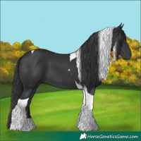 Horse Color:Black Tobiano 