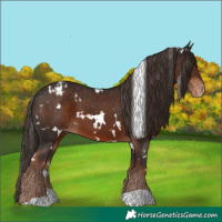 Horse Color:White Spotted Liver Chestnut Appaloosa 