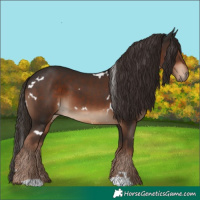 Horse Color:White Spotted Liver Chestnut 