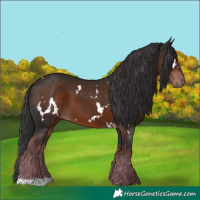 Horse Color:White Spotted Liver Chestnut 