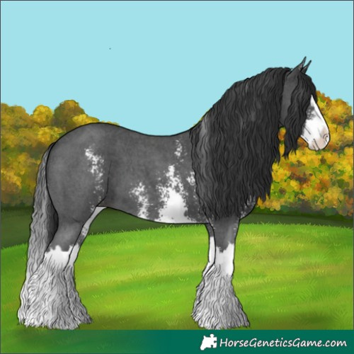 Horse Color:Black Sabino Splash 