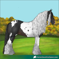 Horse Color:Brown Tobiano 