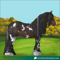 Horse Color:White Spotted Brown 