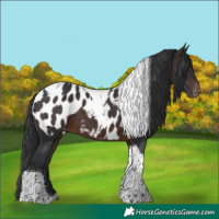 Horse Color:Brown Tobiano Near Leopard