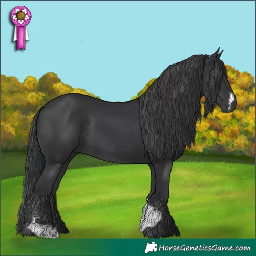 Horse Color:Black Sabino Rabicano  and Black 