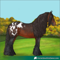 Horse Color:Brown Appaloosa