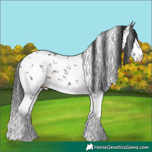 Horse Color:White Spotted Brown Sabino 