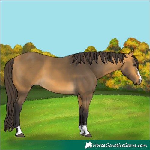 Horse Color:Buckskin 