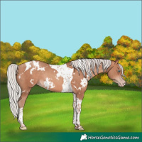 Horse Color:White Spotted Silver Sable Champagne Tobiano Rabicano 