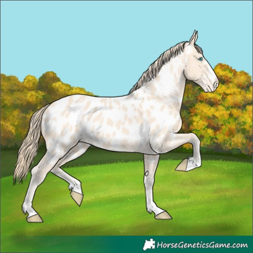Horse Color:Perlino Near Leopard
