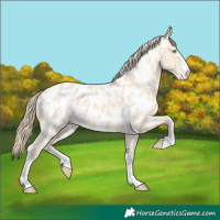 Horse Color:Perlino Appaloosa 
