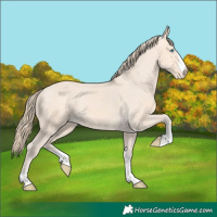 Horse Color:Perlino Appaloosa 