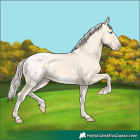 Horse Color:Cremello Frame Appaloosa