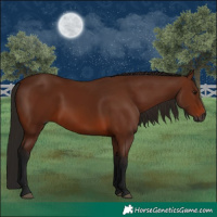 Horse Color:Gray Bay 