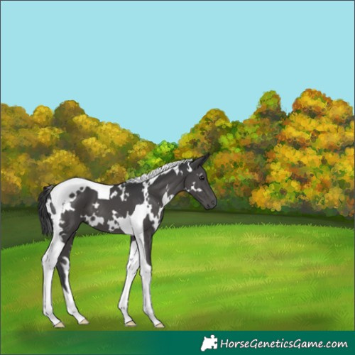 Horse Color:White Spotted Black Tobiano