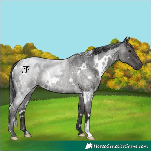 Horse Color:White Spotted Blue Roan Rabicano
