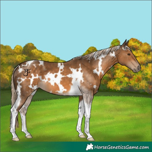 Horse Color:White Spotted Chocolate Palomino Tobiano