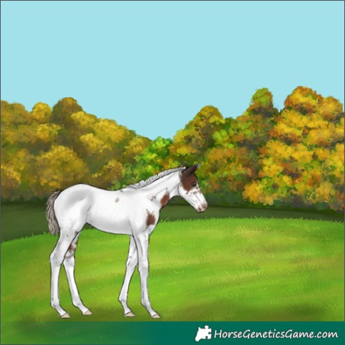 Horse Color:White Spotted Liver Chestnut Tobiano Frame Rabicano