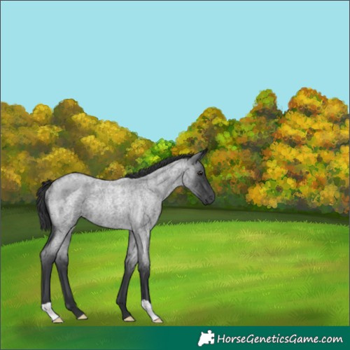 Horse Color:Blue Roan Rabicano