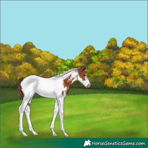 Horse Color:White Spotted Chestnut Tobiano Frame