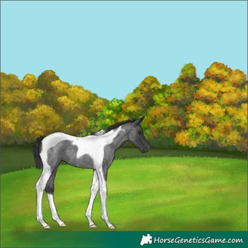 Horse Color:Blue Roan Tobiano