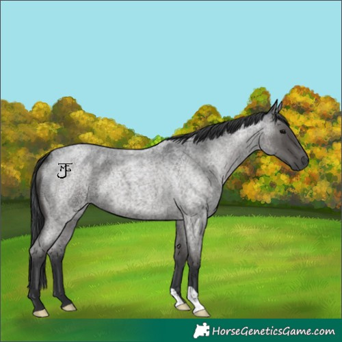 Horse Color:Blue Roan
