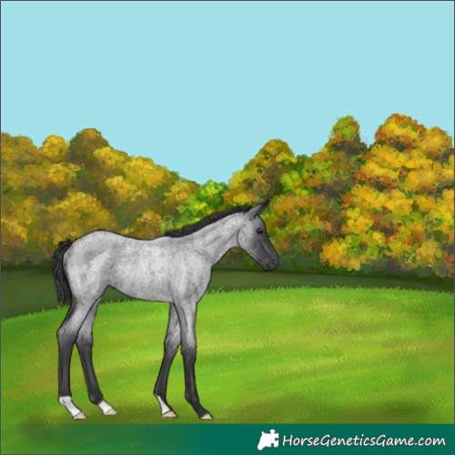 Horse Color:Blue Roan Rabicano 