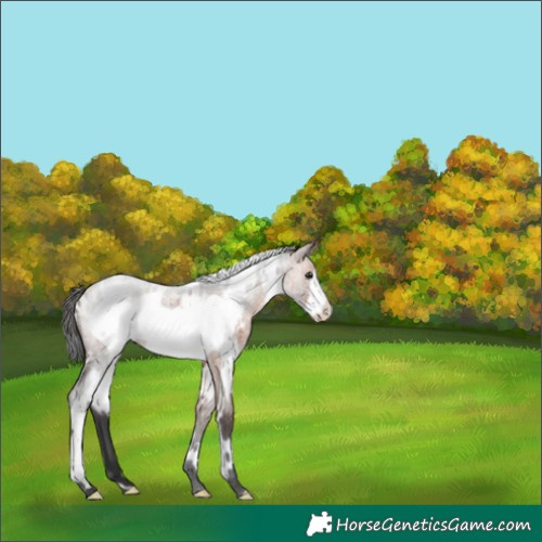 Horse Color:White Spotted Brown Roan Frame 