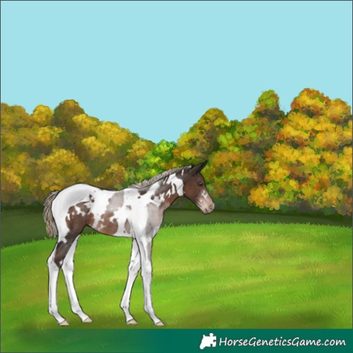 Horse Color:White Spotted Liver Chestnut Tobiano Rabicano