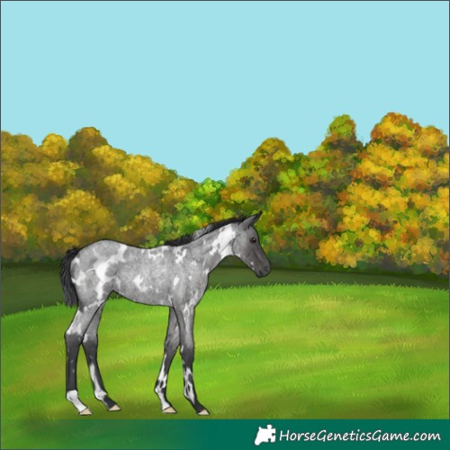 Horse Color:White Spotted Blue Roan Rabicano 