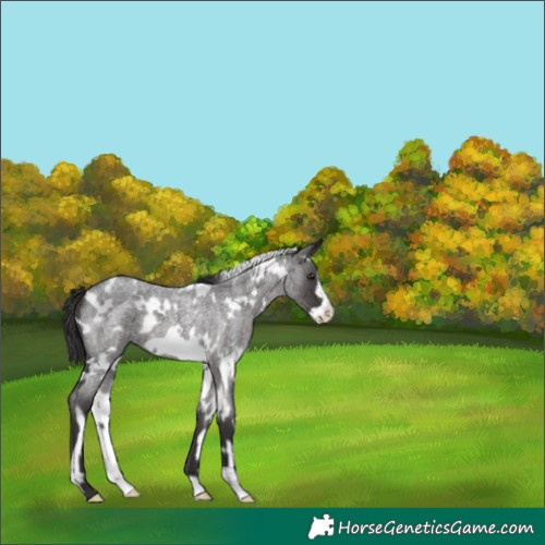 Horse Color:White Spotted Smoky Blue Roan Frame 